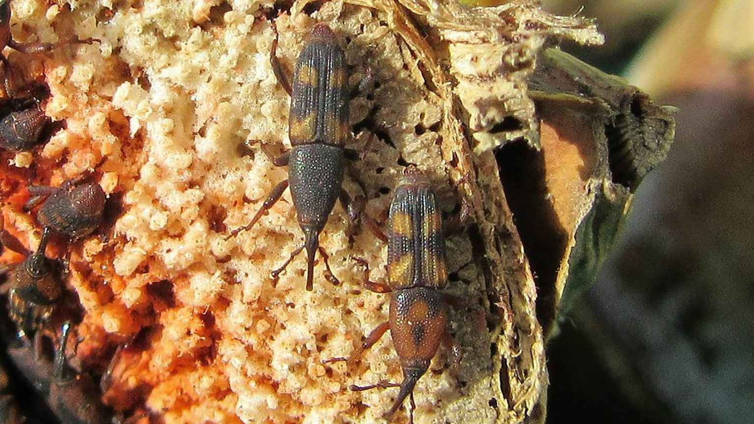 Diocalandra adulto