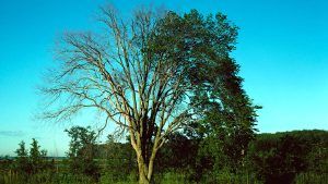 elm tree dying of dutch elm disease alamy dwh9p2 winston fraser