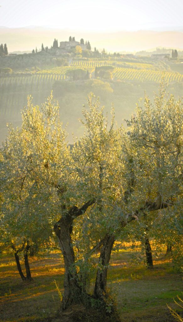 agricultura-web