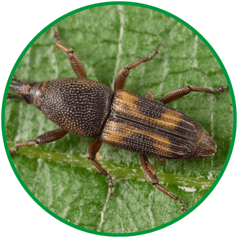 diocalandra