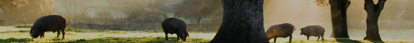 forestal-dehesa
