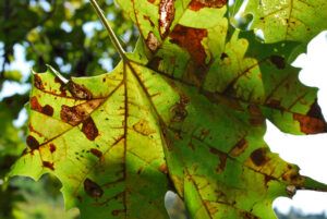 Anthracnose 1