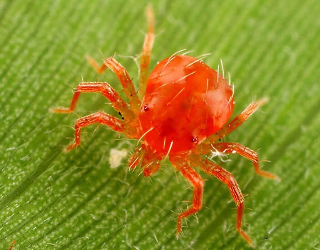 Arana roja