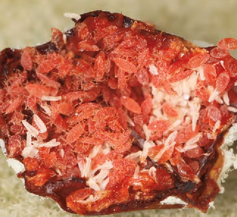 Cochinilla-de-la-Encina-1
