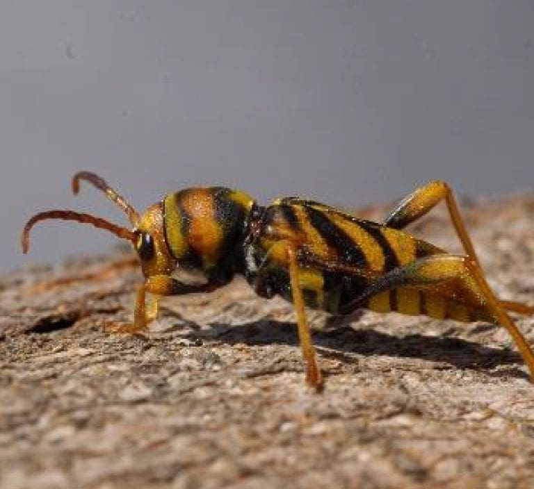 Escarabajo-de-las-Moreras-5