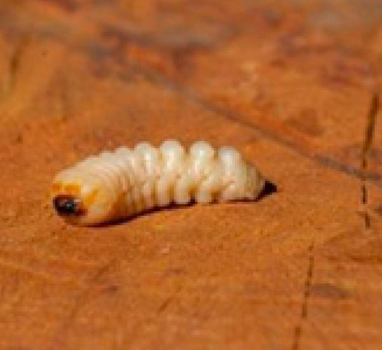 Escarabajo-de-las-Moreras