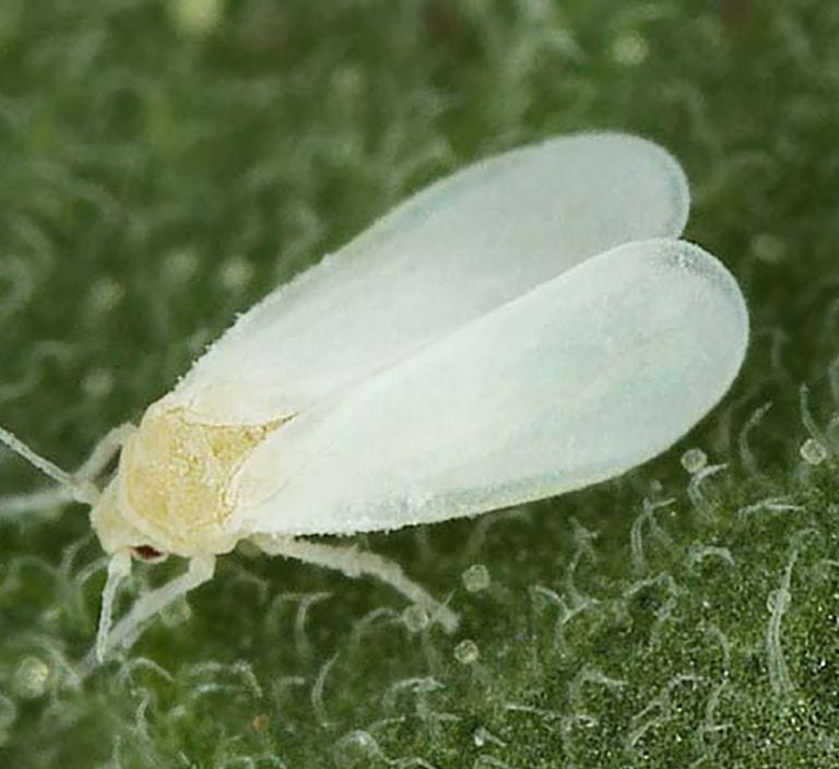Mosca-Blanca-2