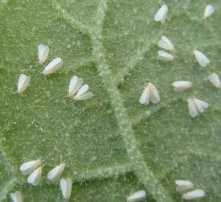 Mosca-Blanca-3