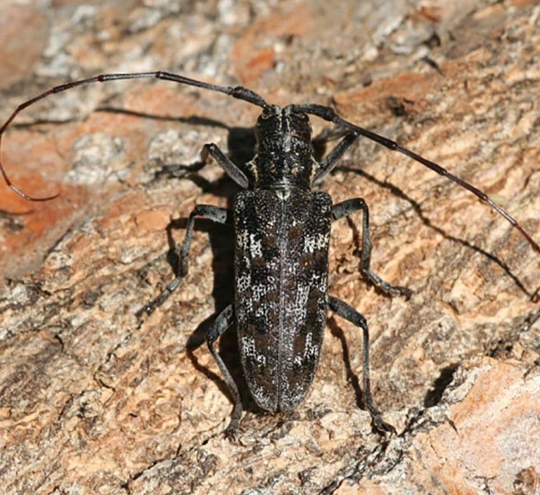 Nematodo-del-Pino-6
