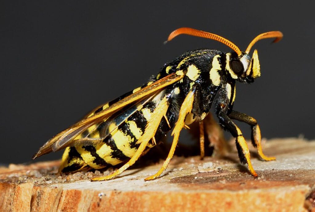 Paranthrene tabaniformis synagriformis 318270
