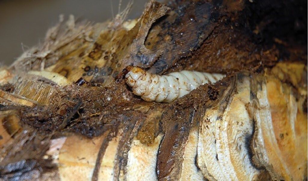 Paysandisia larva tronco