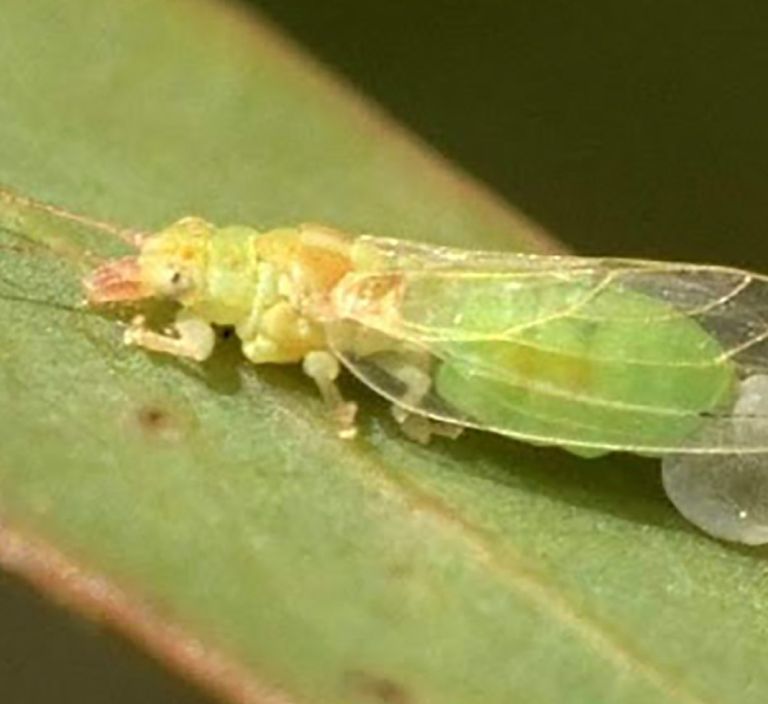 Psila-Eucalipto7