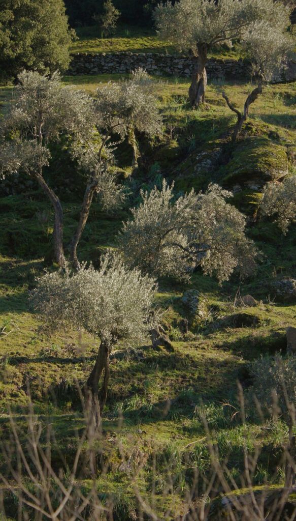 agricultura web 2