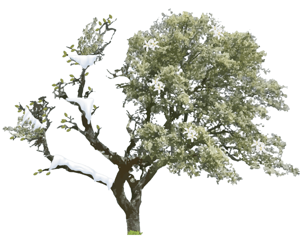 arbol heladas