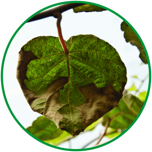 debilitamiento arbolado