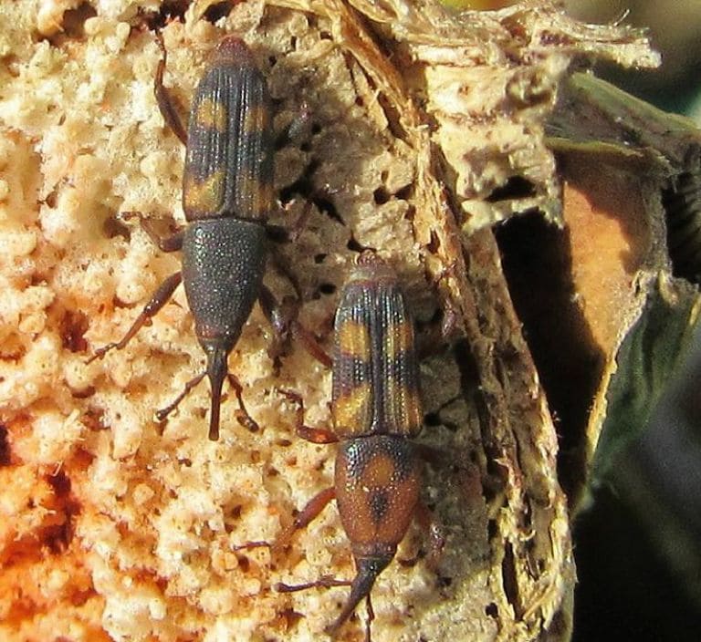 diocalandra-5