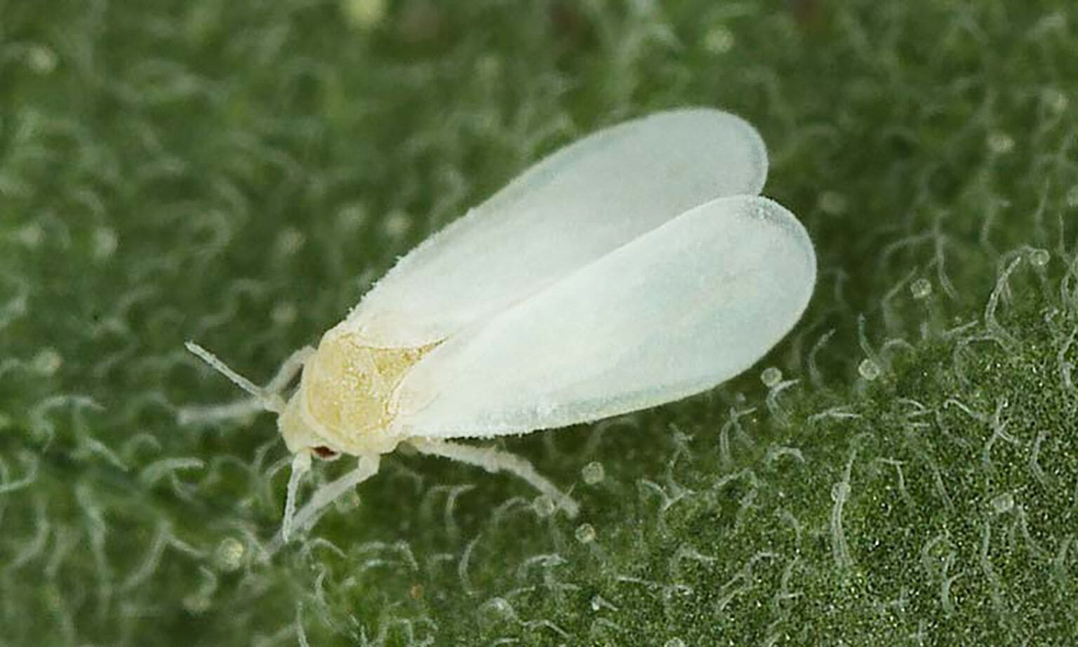 mosca blanca
