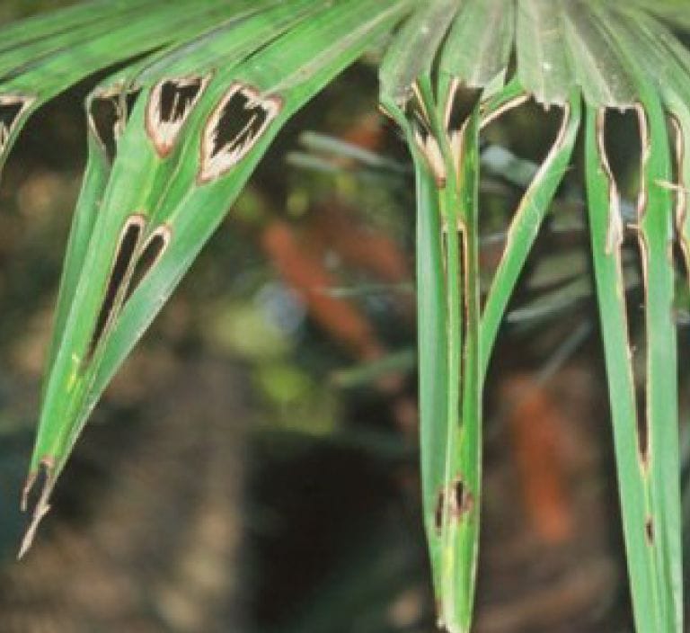 paysandisia-2