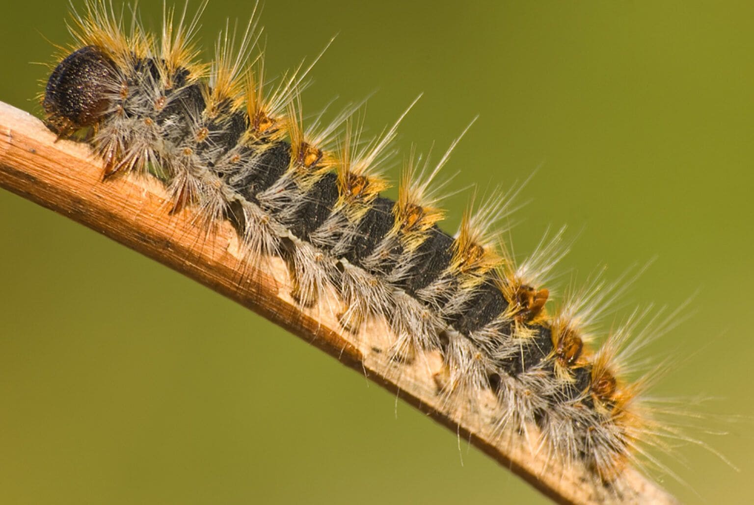procesionaria larva