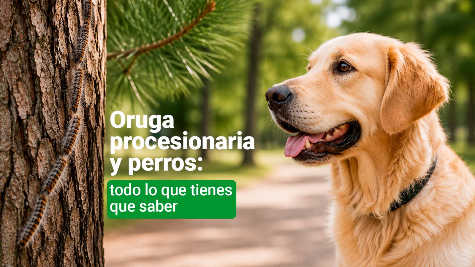 ORUGA-PROCESIONARIA-PERROS