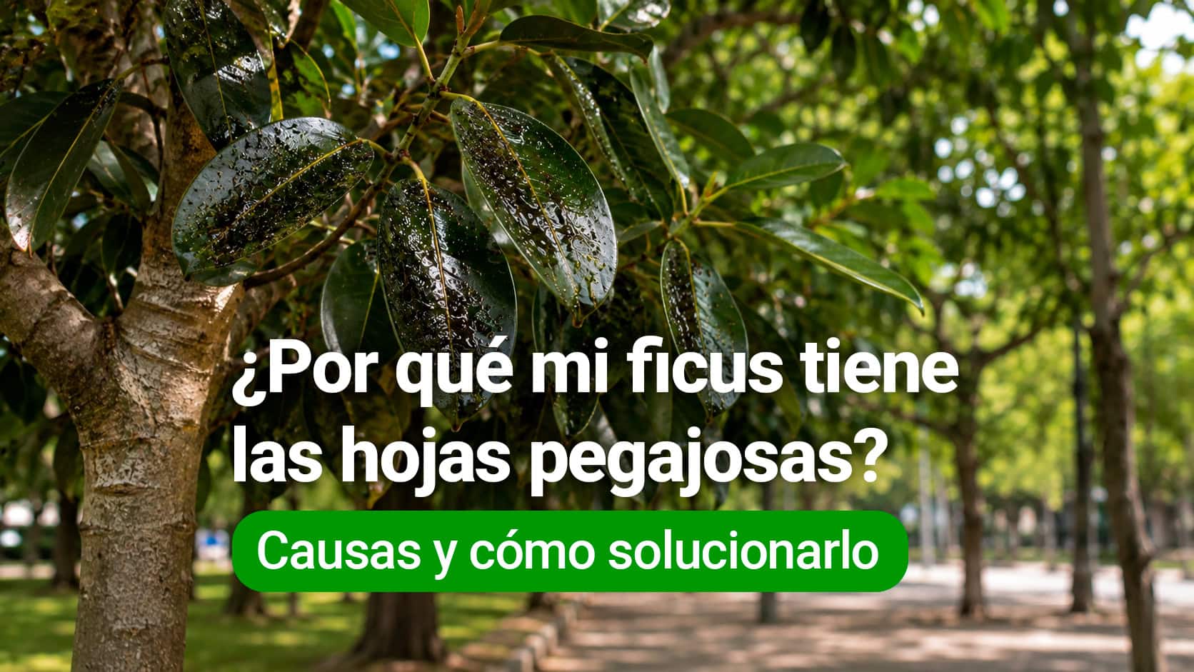 ficus hojas